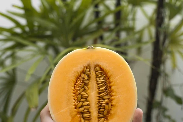 Mens hånden holder en fersk søt appelsinmelon med et palmetre i bakgrunnen. Nyttig og vitaminrik mat. Vegetarisk . – stockfoto