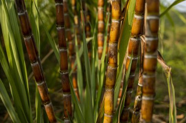 Şeker kamışı şeker ve yiyecek üretmek için ekildi. Yiyecek endüstrisi. Şeker kamışı tarlaları, tropikal kültür ve gezegensel kazık. Şeker kamışı fabrikasından şeker yapmak için fabrikaya gönderilmiş..