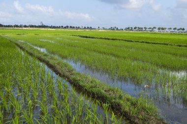 Güpegündüz yeşil pirinç tarlası. Pirinç hasadı. Su mevsiminde ve sulamada pirinç tarlaları çok güzeldir. Tarım.
