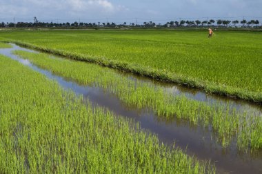 Güpegündüz yeşil pirinç tarlası. Pirinç hasadı. Su mevsiminde ve sulamada pirinç tarlaları çok güzeldir. Tarım.
