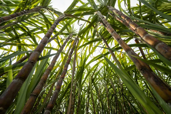 Suikerriet geplant om suiker en voedsel te produceren. Voedingsmiddelenindustrie. Suikerrietvelden, cultuur tropisch en planetair belang. Suikerrietplant die van de boerderij naar de fabriek wordt gestuurd om suiker te maken. — Stockfoto