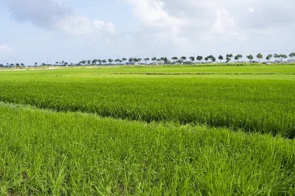 Πράσινο χωράφι ρυζιού στο φως της ημέρας. Συγκομιδή ρυζιού. Όμορφες βεράντες του ορυζώνα στην εποχή του νερού και άρδευση. Γεωργία. — Φωτογραφία Αρχείου