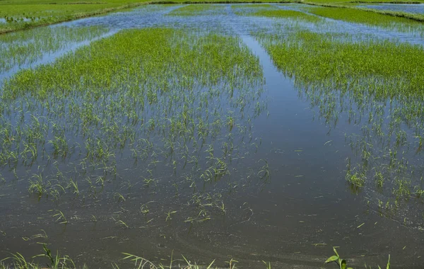 Campo de arroz verde a la luz del día. Cosecha de arroz. Hermosas terrazas de campo de arroz en temporada de agua y riego. Agricultura . — Foto de Stock