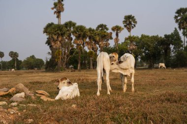 Üç zayıf beyaz Kamboçyalı inek. Kamboçya 'nın güneyinde, Kamboçya' nın kırsal kesiminde. Bir grup sığır köyü. Tarım ve tarım. Hayvanlar.