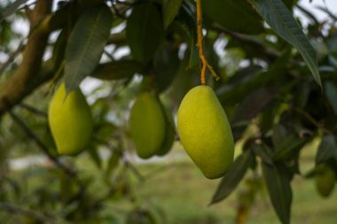 Ağaçta yeşil mangolar var. Asya 'da bir tarlada yetişen mango ağaçları. Mango meyve çiftliği. Lezzetli meyveler vitamin bakımından zengindir..