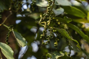 Asya 'da fidanlıkta yetişen kara biber bitkileri. Ağaçlarda olgun yeşil biberler. Tropikal ülkelerde tarım. Kurumadan önce ağaçlarda biber..