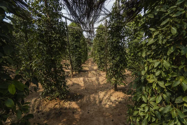 Rostliny černého pepře rostoucí na plantážích v Asii. Zralé zelené papriky na stromech. Zemědělství v tropických zemích. Pepř na stromech před sušením. — Stock fotografie
