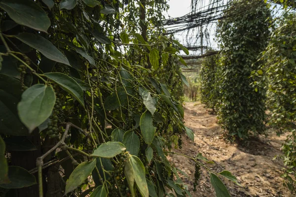 Black pepper plants growing on plantation in Asia. Ripe green peppers on a trees. Agriculture in tropical countries. Pepper on a trees before drying.