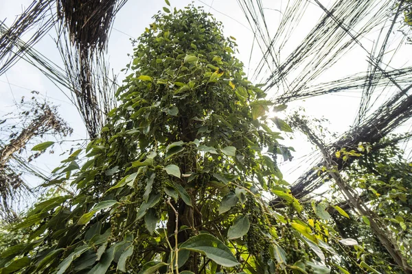 Plantes de poivre noir poussant sur la plantation en Asie. Poivrons verts mûrs sur un arbre. Agriculture dans les pays tropicaux. Poivre sur un arbre avant séchage . — Photo