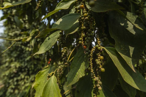 Black pepper plants growing on plantation in Asia. Ripe green peppers on a trees. Agriculture in tropical countries. Pepper on a trees before drying.