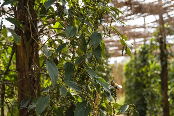 Rostliny černého pepře rostoucí na plantážích v Asii. Zralé zelené papriky na stromech. Zemědělství v tropických zemích. Pepř na stromech před sušením. — Stock fotografie