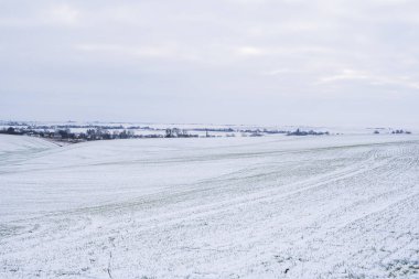 Kış mevsiminde buğday tarlası karla kaplıydı. Kış buğdayı. Yeşil çimenler, karın altındaki çimenler. Soğukta hasat. Ekmek için tahıl yetiştiriyorum. Ekin kültürleriyle tarım süreci.