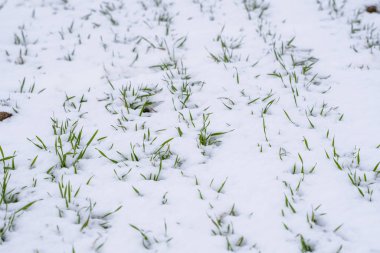 Kış mevsiminde buğday tarlası karla kaplıydı. Kış buğdayı. Yeşil çimenler, karın altındaki çimenler. Soğukta hasat. Ekmek için tahıl yetiştiriyorum. Ekin kültürleriyle tarım süreci.