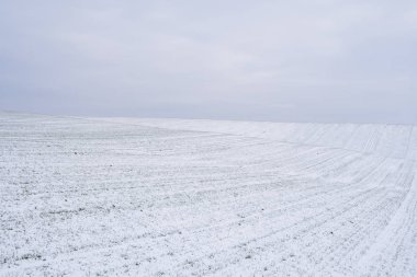 Kış mevsiminde buğday tarlası karla kaplıydı. Kış buğdayı. Yeşil çimenler, karın altındaki çimenler. Soğukta hasat. Ekmek için tahıl yetiştiriyorum. Ekin kültürleriyle tarım süreci.