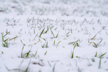Kış mevsiminde buğday tarlası karla kaplıydı. Kış buğdayı. Yeşil çimenler, karın altındaki çimenler. Soğukta hasat. Ekmek için tahıl yetiştiriyorum. Ekin kültürleriyle tarım süreci.