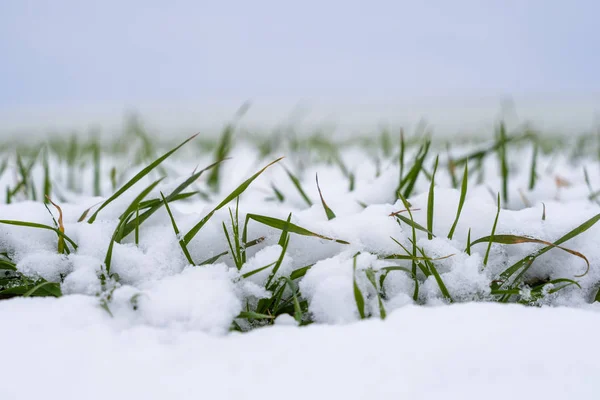 Tarweveld bedekt met sneeuw in het winterseizoen. Wintertarwe. Groen gras, gazon onder de sneeuw. Oogst in de kou. Granen verbouwen voor brood. Landbouwproces met teeltculturen. — Stockfoto