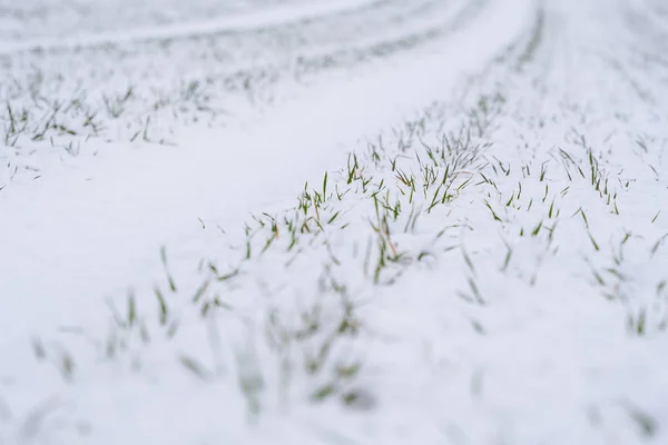 Wheat field covered with snow in winter season. Winter wheat. Green grass, lawn under the snow. Harvest in the cold. Growing grain crops for bread. Agriculture process with a crop cultures. — Stock Photo, Image