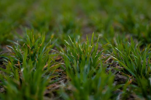 Junge grüne Weizensetzlinge, die auf einem Feld wachsen. Landwirtschaftliches Feld, auf dem unreifes junges Getreide wächst, Weizen. Weizenanbau im Boden. Nahaufnahme vom keimenden Roggen auf einem Feld im Sonnenuntergang. Roggen-Sprossen. — Stockfoto