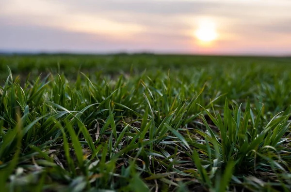 Plántulas jóvenes de trigo verde que crecen en un campo. Campo agrícola en el que crecen cereales jóvenes inmaduros, trigo. Trigo creciendo en el suelo. Se acercan a germinar el centeno en el campo al atardecer. Brotes de centeno . — Foto de Stock