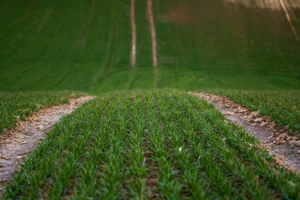 畑で成長する若い緑の小麦の苗。未成熟の若いシリアル、小麦を栽培する農業分野。土で成長する小麦。日没のフィールド上の発芽ライ麦に閉じます。ライ麦の芽. — ストック写真
