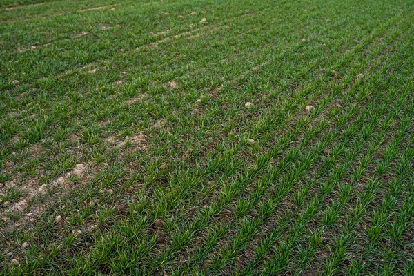 Piantine di grano verde giovani che crescono su un campo. Campo agricolo su cui crescono giovani cereali immaturi, grano. Grano che cresce nel terreno. Avvicinati al germogliare della segale su un campo al tramonto. Germogli di segale . — Foto Stock