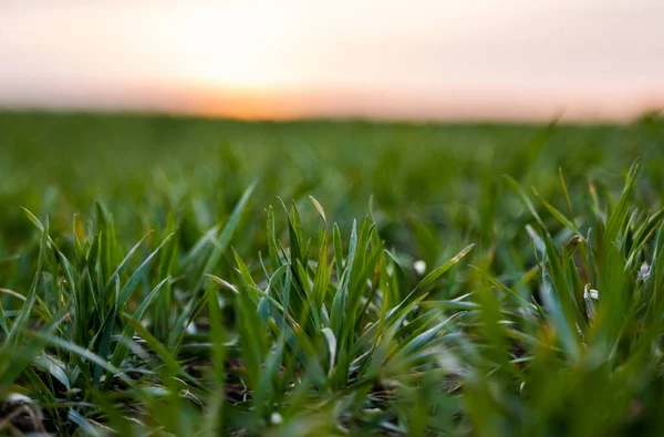 Plántulas jóvenes de trigo verde que crecen en un campo. Campo agrícola en el que crecen cereales jóvenes inmaduros, trigo. Trigo creciendo en el suelo. Se acercan a germinar el centeno en el campo al atardecer. Brotes de centeno . — Foto de Stock