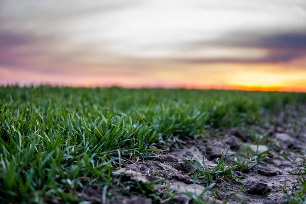 Plántulas jóvenes de trigo verde que crecen en un campo. Campo agrícola en el que crecen cereales jóvenes inmaduros, trigo. Trigo creciendo en el suelo. Se acercan a germinar el centeno en el campo al atardecer. Brotes de centeno . — Foto de Stock