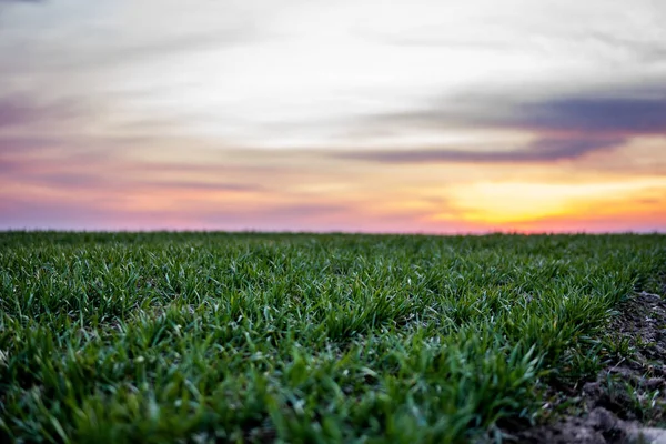 Plántulas jóvenes de trigo verde que crecen en un campo. Campo agrícola en el que crecen cereales jóvenes inmaduros, trigo. Trigo creciendo en el suelo. Se acercan a germinar el centeno en el campo al atardecer. Brotes de centeno . — Foto de Stock