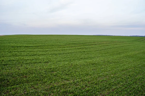 Young green wheat seedlings growing on a field. Agricultural field on which grow immature young cereals, wheat. Wheat growing in soil. Close up on sprouting rye on a field in sunset. Sprouts of rye.