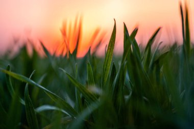 Bir tarlada yetişen genç yeşil buğday fideleri. Olgunlaşmamış mısır gevreği ve buğday yetiştirilen tarım tarlaları. Toprakta buğday yetişiyor. Gün batımında bir tarlada filizlenen çavdara yaklaş. Çavdar filizleri.