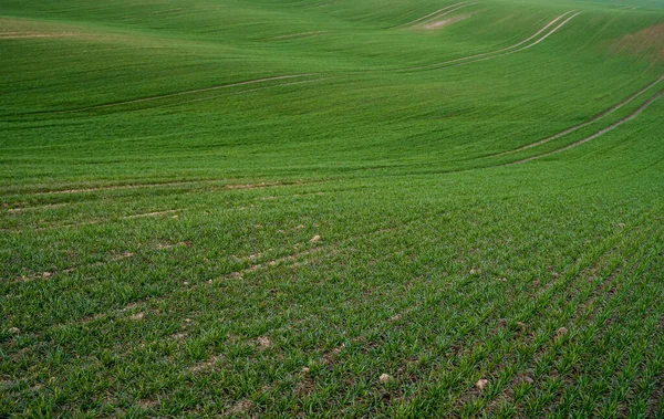 Νέοι σπόροι πράσινου σιταριού που φυτρώνουν σε χωράφι. Γεωργικός τομέας στον οποίο αναπτύσσονται ανώριμα νεαρά δημητριακά, σιτάρι. Σιτάρι που μεγαλώνει στο έδαφος. Κοντινό πλάνο στο φύτεμα σίκαλης σε ένα χωράφι το ηλιοβασίλεμα. Φύτρα σίκαλης. — Φωτογραφία Αρχείου