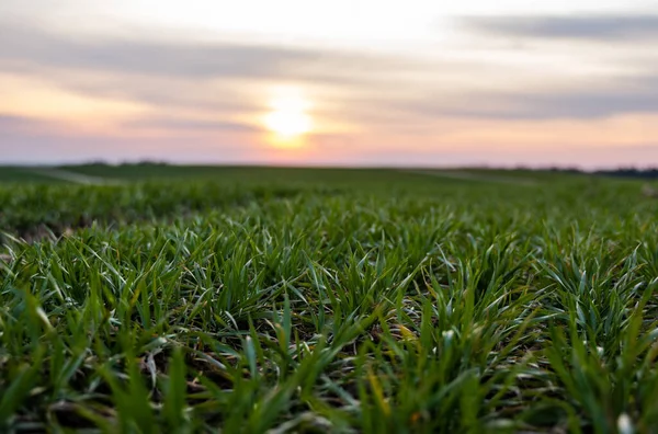 Plántulas jóvenes de trigo verde que crecen en un campo. Campo agrícola en el que crecen cereales jóvenes inmaduros, trigo. Trigo creciendo en el suelo. Se acercan a germinar el centeno en el campo al atardecer. Brotes de centeno . — Foto de Stock