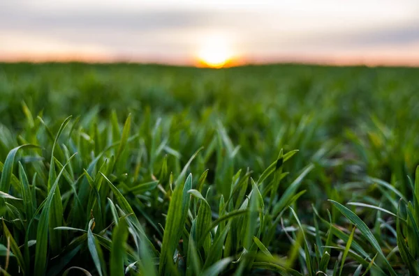 Plántulas jóvenes de trigo verde que crecen en un campo. Campo agrícola en el que crecen cereales jóvenes inmaduros, trigo. Trigo creciendo en el suelo. Se acercan a germinar el centeno en el campo al atardecer. Brotes de centeno . — Foto de Stock