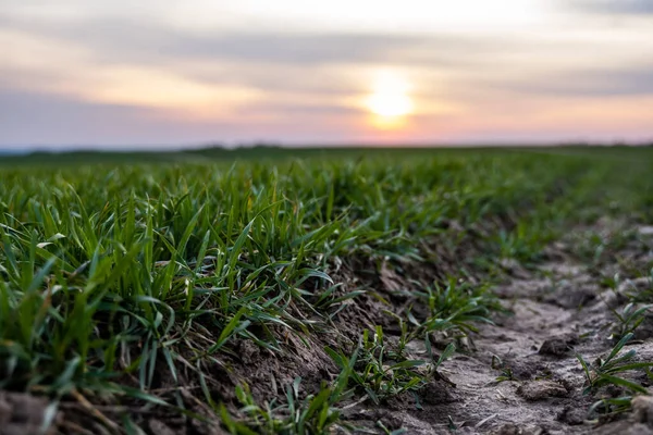 Νέοι σπόροι πράσινου σιταριού που φυτρώνουν σε χωράφι. Γεωργικός τομέας στον οποίο αναπτύσσονται ανώριμα νεαρά δημητριακά, σιτάρι. Σιτάρι που μεγαλώνει στο έδαφος. Κοντινό πλάνο στο φύτεμα σίκαλης σε ένα χωράφι το ηλιοβασίλεμα. Φύτρα σίκαλης. — Φωτογραφία Αρχείου