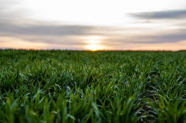 Plántulas jóvenes de trigo verde que crecen en un campo. Campo agrícola en el que crecen cereales jóvenes inmaduros, trigo. Trigo creciendo en el suelo. Se acercan a germinar el centeno en el campo al atardecer. Brotes de centeno . — Foto de Stock