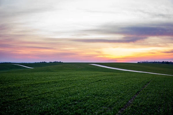 Plántulas jóvenes de trigo verde que crecen en un campo. Campo agrícola en el que crecen cereales jóvenes inmaduros, trigo. Trigo creciendo en el suelo. Se acercan a germinar el centeno en el campo al atardecer. Brotes de centeno . — Foto de Stock