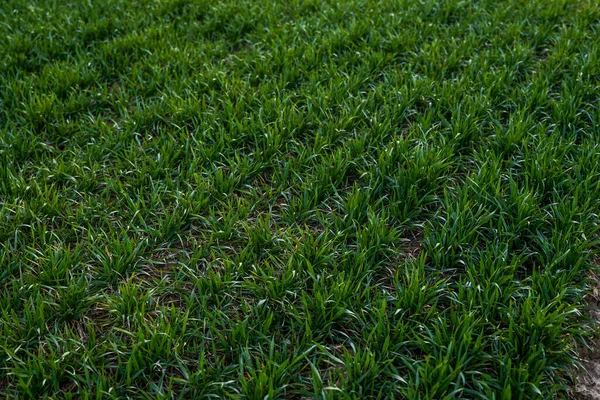 Piantine di grano verde giovani che crescono su un campo. Campo agricolo su cui crescono giovani cereali immaturi, grano. Grano che cresce nel terreno. Avvicinati al germogliare della segale su un campo al tramonto. Germogli di segale . — Foto Stock