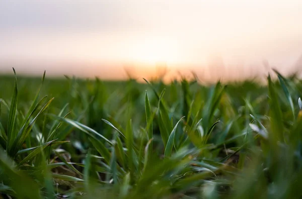 Young green wheat seedlings growing on a field. Agricultural field on which grow immature young cereals, wheat. Wheat growing in soil. Close up on sprouting rye on a field in sunset. Sprouts of rye. — Stock Photo, Image