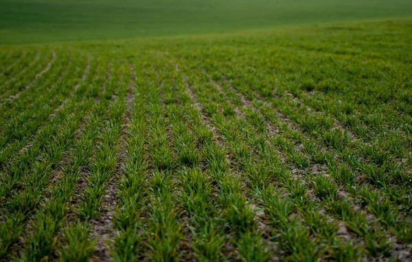 Mladé sazenice zelené pšenice rostoucí na poli. Zemědělské pole, na kterém pěstují nezralé mladé obiloviny, pšenice. Pšenice pěstovaná v půdě. Zavřít na klíčení žita na poli při západu slunce. Výhonky žita. — Stock fotografie
