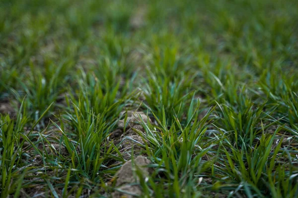 Fiatal zöld búza palánták nőnek a mezőn. Mezőgazdasági terület, amelyen éretlen, fiatal gabonaféléket, búzát termesztenek. Búzatermesztés a talajban. Közelíts rá a rozskenyérre egy mezőn naplementekor. Rozs csírája. — Stock Fotó