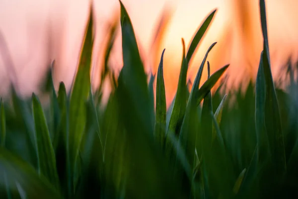 Молодые зелёные саженцы пшеницы растут на поле. Сельскохозяйственное поле, на котором растут незрелые молодые зерновые, пшеница. Пшеница растет в почве. Закрыть ростки ржаного хлеба на поле на закате. Ростки ржи . — стоковое фото