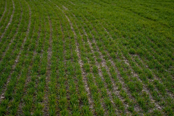 畑で成長する若い緑の小麦の苗。未成熟の若いシリアル、小麦を栽培する農業分野。土で成長する小麦。日没のフィールド上の発芽ライ麦に閉じます。ライ麦の芽. — ストック写真