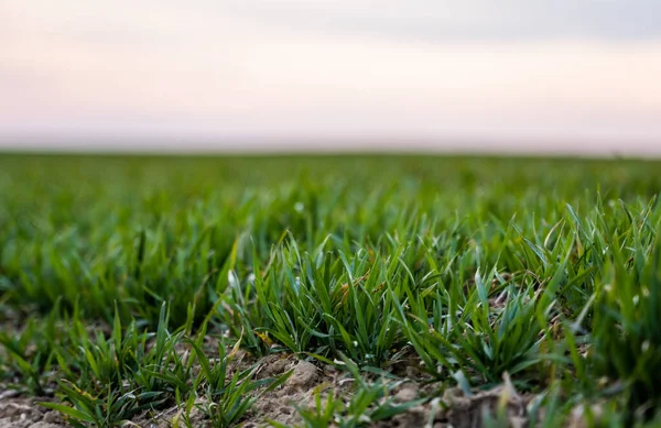 Fiatal zöld búza palánták nőnek a mezőn. Mezőgazdasági terület, amelyen éretlen, fiatal gabonaféléket, búzát termesztenek. Búzatermesztés a talajban. Közelíts rá a rozskenyérre egy mezőn naplementekor. Rozs csírája. — Stock Fotó