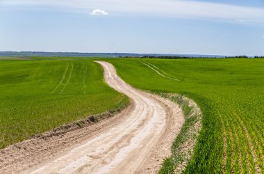 Genç buğday fideleri kara toprakta bir tarlada yetişiyor. Boş kırsal yol. Güneşli bir günde tarım alanında filizlenen çavdara yaklaş. Çavdar filizleri. Tarım.