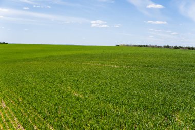 Genç buğday fideleri kara toprakta bir tarlada yetişiyor. Bahar yeşili buğday toprakta yetişir. Güneşli bir günde tarım alanında filizlenen çavdara yaklaş. Çavdar filizleri. Tarım.