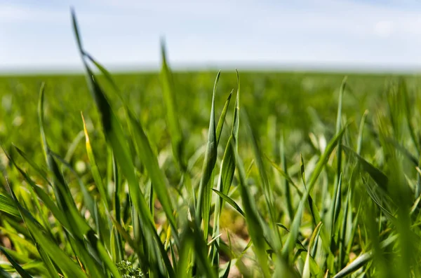 Fiatal búza palánták nőnek egy mezőn egy fekete talajban. A tavaszi zöld búza a talajban nő. Közeledik a rozs csírázása a mezőgazdaságon egy napsütéses napon. Zabpehely. Mezőgazdaság. — Stock Fotó