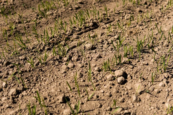 Plántulas jóvenes de trigo que crecen en un campo en un suelo negro. El trigo verde de primavera crece en el suelo. Cerca de brotar centeno en un campo agrícola en un día soleado. Brotes de centeno. Agricultura . —  Fotos de Stock