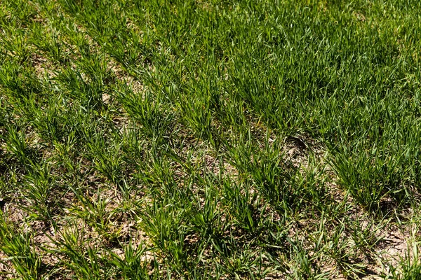 Fiatal búza palánták nőnek egy mezőn egy fekete talajban. A tavaszi zöld búza a talajban nő. Közeledik a rozs csírázása a mezőgazdaságon egy napsütéses napon. Zabpehely. Mezőgazdaság. — Stock Fotó