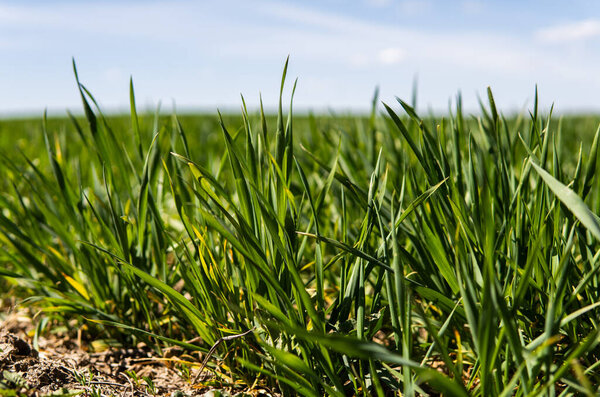 Young wheat seedlings growing on a field in a black soil. Spring green wheat grows in soil. Close up on sprouting rye on a agriculture field in a sunny day. Sprouts of rye. Agriculture.