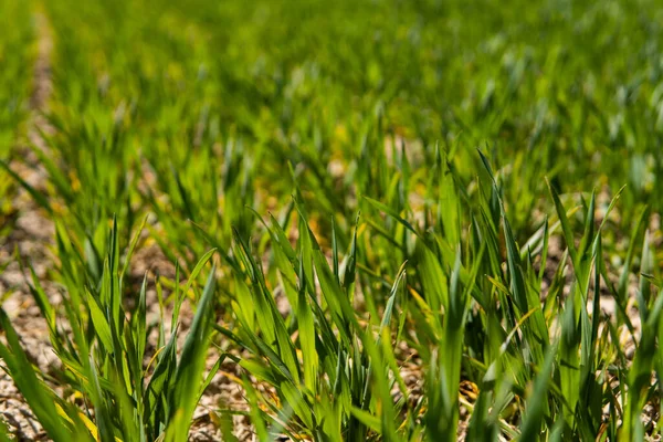 Plántulas jóvenes de trigo que crecen en un campo en un suelo negro. El trigo verde de primavera crece en el suelo. Cerca de brotar centeno en un campo agrícola en un día soleado. Brotes de centeno. Agricultura . —  Fotos de Stock